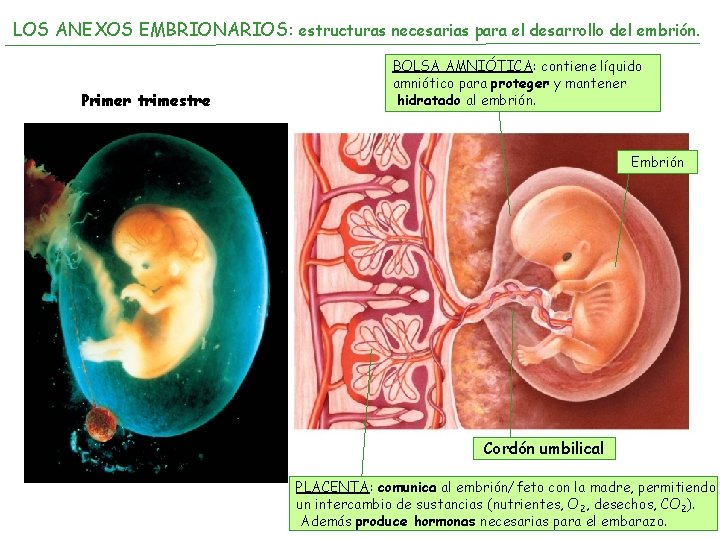 LOS ANEXOS EMBRIONARIOS: estructuras necesarias para el desarrollo del embrión. Primer trimestre BOLSA AMNIÓTICA: