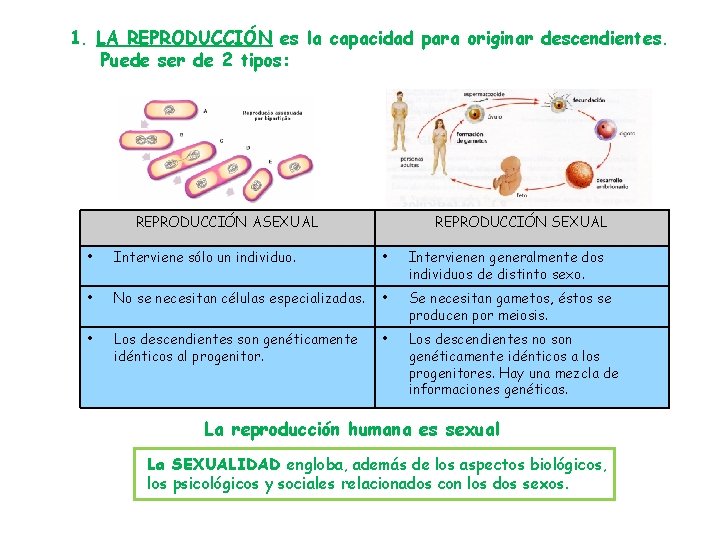 1. LA REPRODUCCIÓN es la capacidad para originar descendientes. Puede ser de 2 tipos: