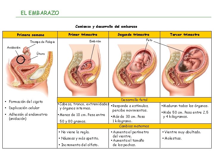 EL EMBARAZO Comienzo y desarrollo del embarazo Primera semana Primer trimestre Embrión Trompa de
