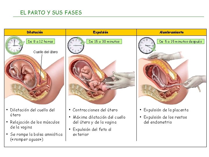 EL PARTO Y SUS FASES Dilatación De 8 a 12 horas Expulsión De 15