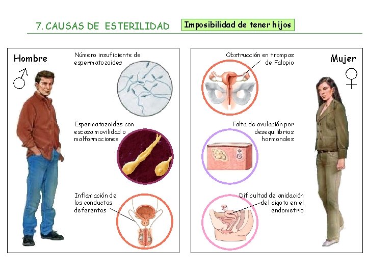 7. CAUSAS DE ESTERILIDAD Hombre ♂ Número insuficiente de espermatozoides Espermatozoides con escasa movilidad