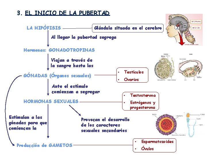 3. EL INICIO DE LA PUBERTAD LA HIPÓFISIS Glándula situada en el cerebro Al