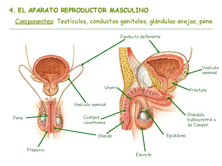 4. EL APARATO REPRODUCTOR MASCULINO Componentes: Testículos, conductos genitales, glándulas anejas, pene. Conducto deferente
