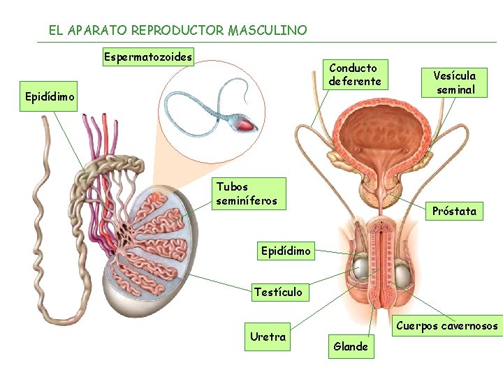 EL APARATO REPRODUCTOR MASCULINO Espermatozoides Conducto deferente Epidídimo Tubos seminíferos Vesícula seminal Próstata Epidídimo