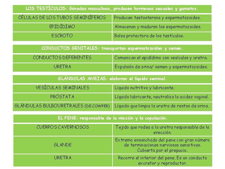 LOS TESTÍCULOS: Gónadas masculinas, producen hormonas sexuales y gametos. CÉLULAS DE LOS TUBOS SEMINÍFEROS