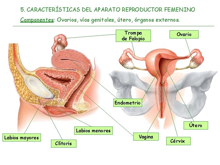 5. CARACTERÍSTICAS DEL APARATO REPRODUCTOR FEMENINO Componentes: Ovarios, vías genitales, útero, órganos externos. Trompa