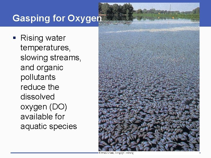 Gasping for Oxygen § Rising water temperatures, slowing streams, and organic pollutants reduce the