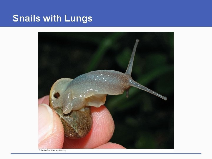 Snails with Lungs 