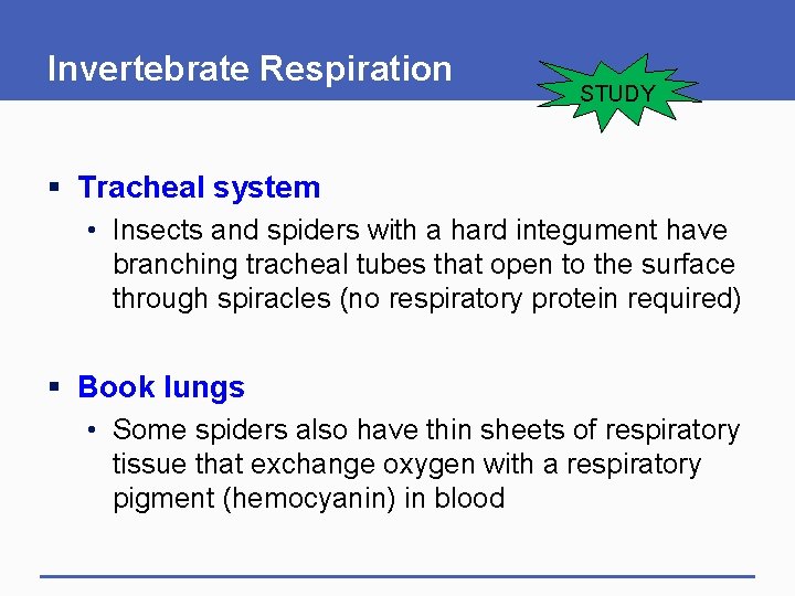 Invertebrate Respiration STUDY § Tracheal system • Insects and spiders with a hard integument