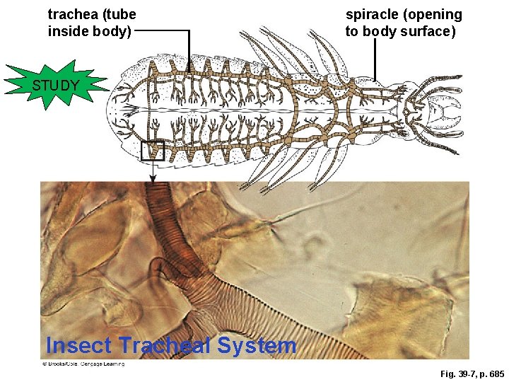 trachea (tube inside body) spiracle (opening to body surface) STUDY Insect Tracheal System Fig.