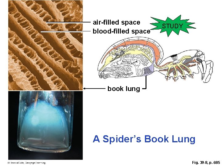 air-filled space blood-filled space STUDY book lung A Spider’s Book Lung Fig. 39 -8,