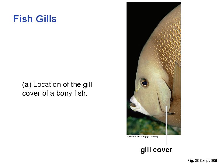 Fish Gills (a) Location of the gill cover of a bony fish. gill cover