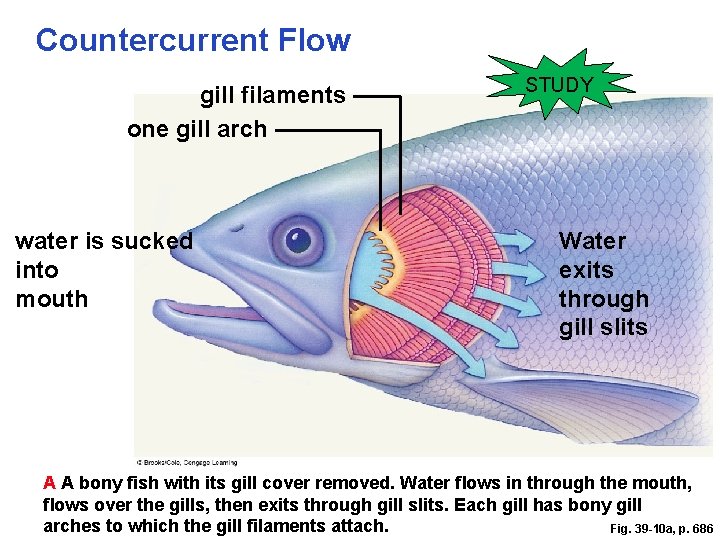 Countercurrent Flow gill filaments one gill arch water is sucked into mouth STUDY Water