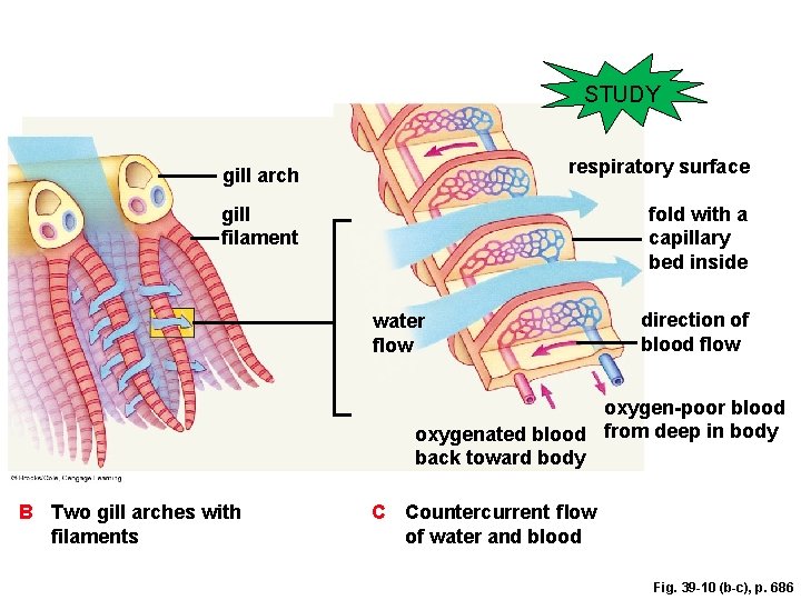 STUDY gill arch respiratory surface gill filament fold with a capillary bed inside water
