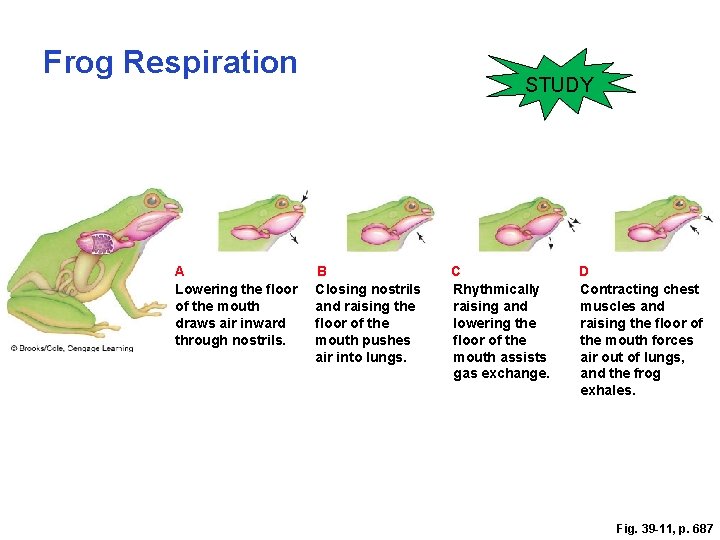 Frog Respiration A Lowering the ﬂoor of the mouth draws air inward through nostrils.