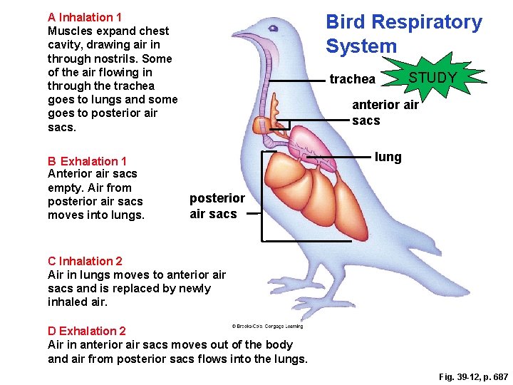 Bird Respiratory System A Inhalation 1 Muscles expand chest cavity, drawing air in through
