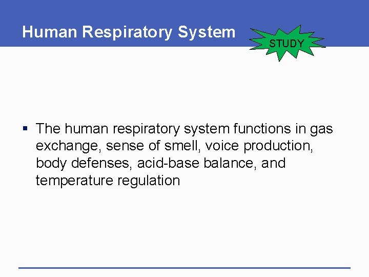 Human Respiratory System STUDY § The human respiratory system functions in gas exchange, sense