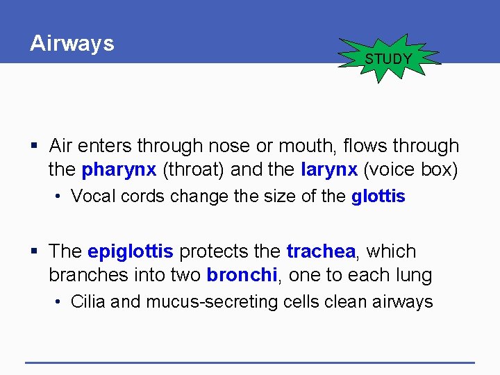 Airways STUDY § Air enters through nose or mouth, flows through the pharynx (throat)