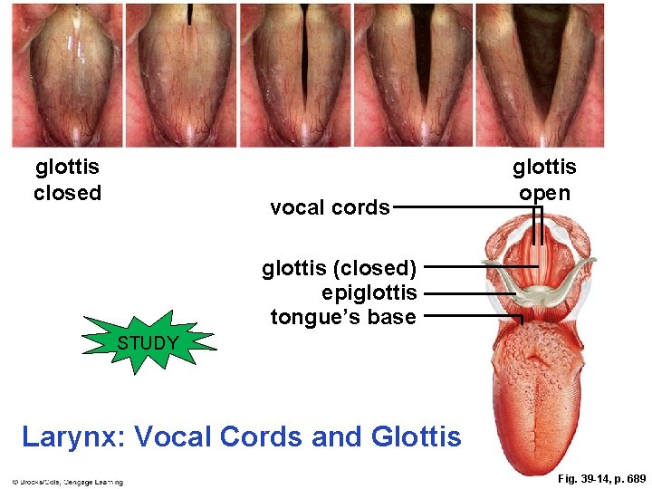 glottis closed vocal cords glottis open glottis (closed) epiglottis tongue’s base STUDY Larynx: Vocal