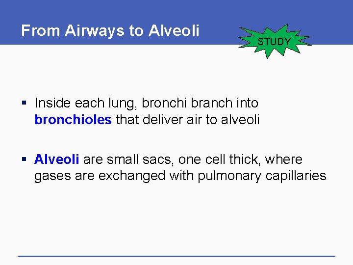 From Airways to Alveoli STUDY § Inside each lung, bronchi branch into bronchioles that
