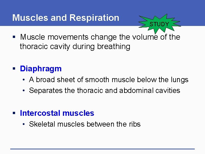Muscles and Respiration STUDY § Muscle movements change the volume of the thoracic cavity