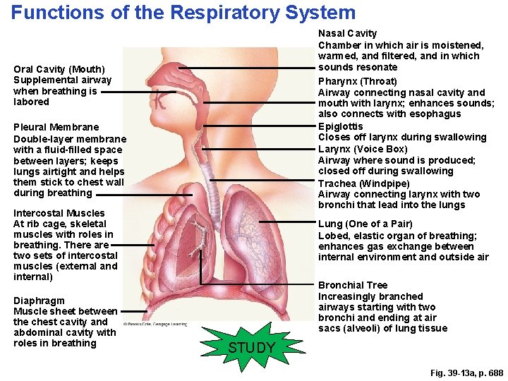Functions of the Respiratory System Nasal Cavity Chamber in which air is moistened, warmed,