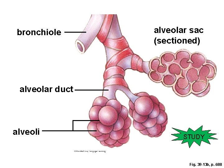 bronchiole alveolar sac (sectioned) alveolar duct alveoli STUDY Fig. 39 -13 b, p. 688