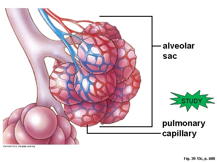 alveolar sac STUDY pulmonary capillary Fig. 39 -13 c, p. 688 