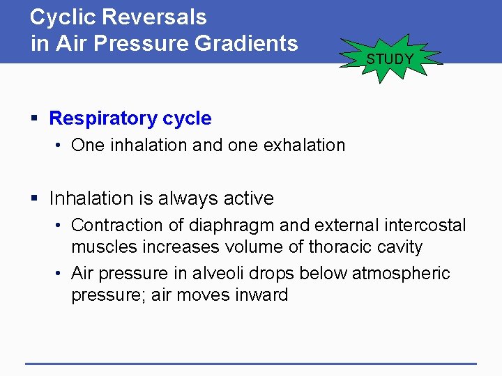 Cyclic Reversals in Air Pressure Gradients STUDY § Respiratory cycle • One inhalation and