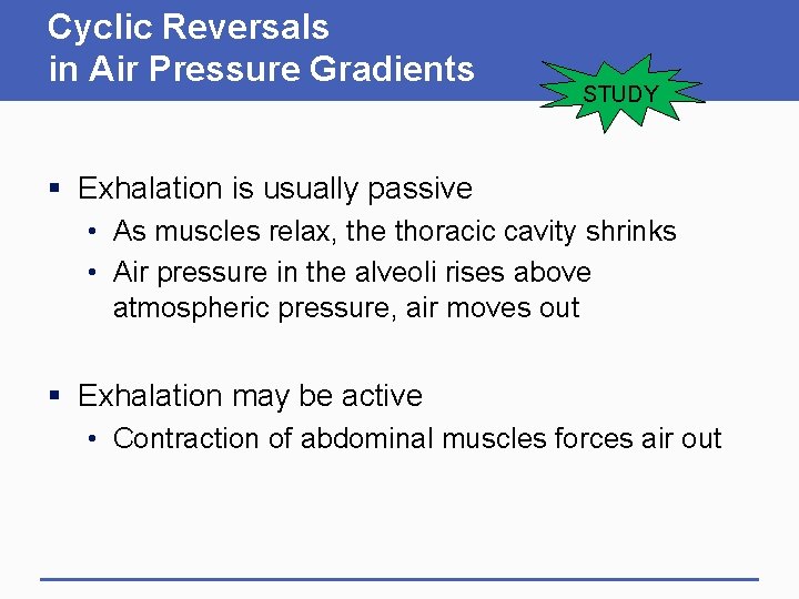 Cyclic Reversals in Air Pressure Gradients STUDY § Exhalation is usually passive • As
