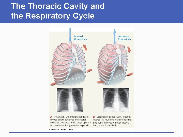 The Thoracic Cavity and the Respiratory Cycle 