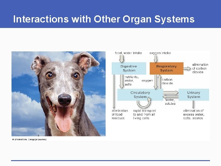 Interactions with Other Organ Systems 