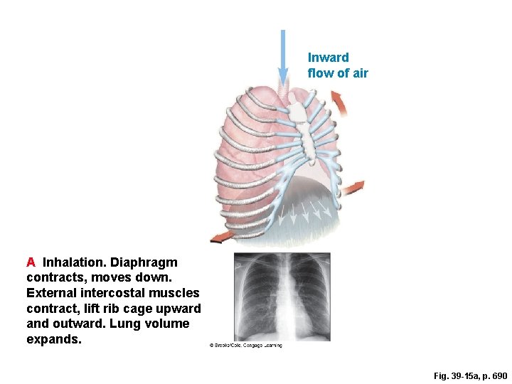 Inward flow of air A Inhalation. Diaphragm contracts, moves down. External intercostal muscles contract,