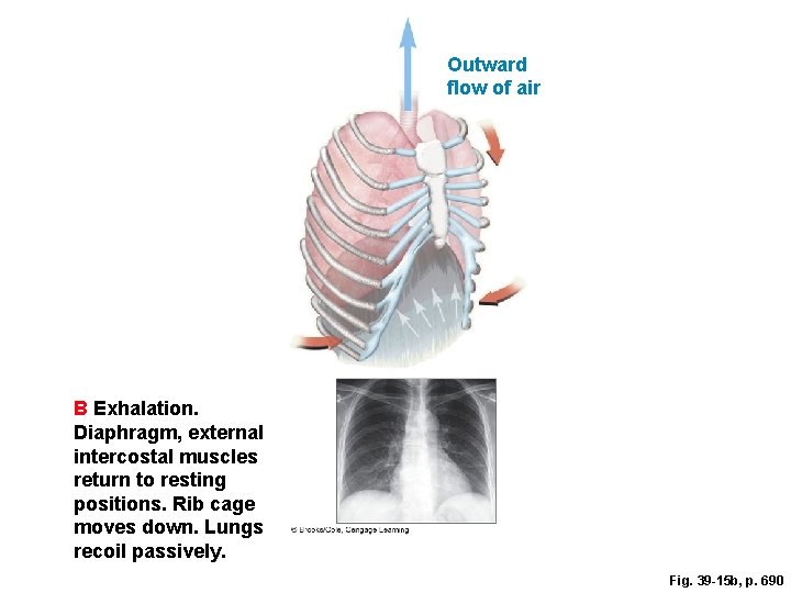 Outward flow of air B Exhalation. Diaphragm, external intercostal muscles return to resting positions.