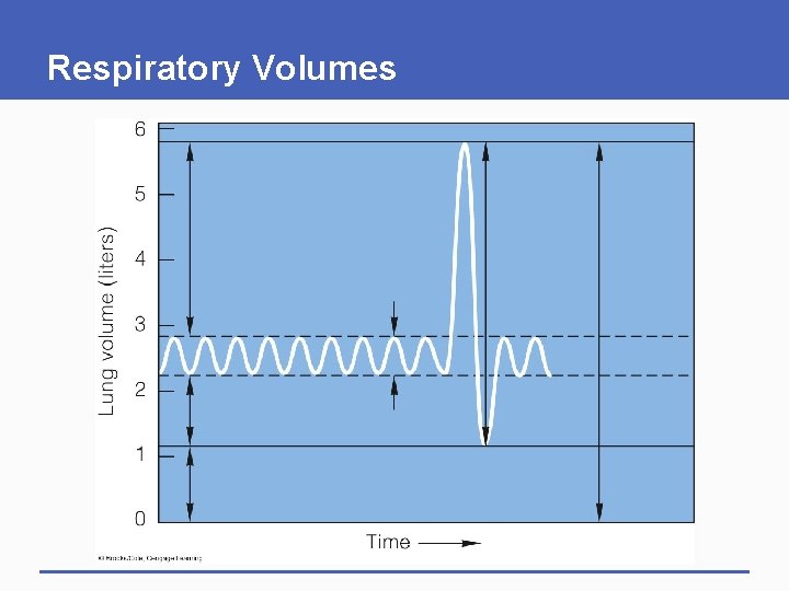 Respiratory Volumes 