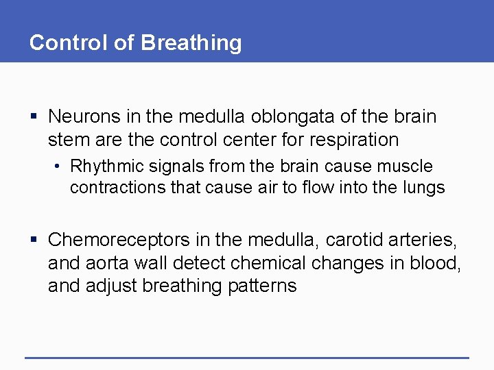 Control of Breathing § Neurons in the medulla oblongata of the brain stem are