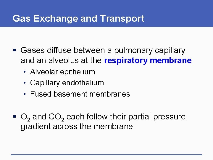 Gas Exchange and Transport § Gases diffuse between a pulmonary capillary and an alveolus