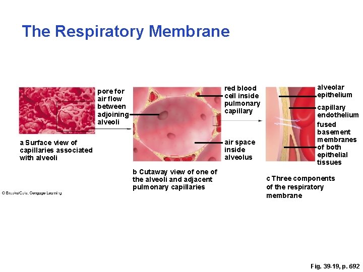 The Respiratory Membrane red blood cell inside pulmonary capillary pore for air ﬂow between