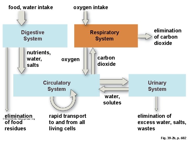 food, water intake oxygen intake Digestive System Respiratory System nutrients, water, salts oxygen elimination