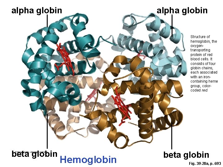 alpha globin Structure of hemoglobin, the oxygentransporting protein of red blood cells. It consists