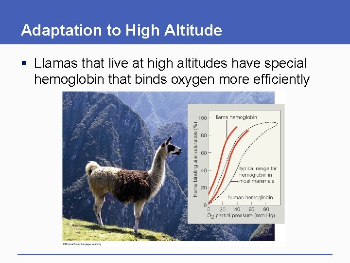 Adaptation to High Altitude § Llamas that live at high altitudes have special hemoglobin