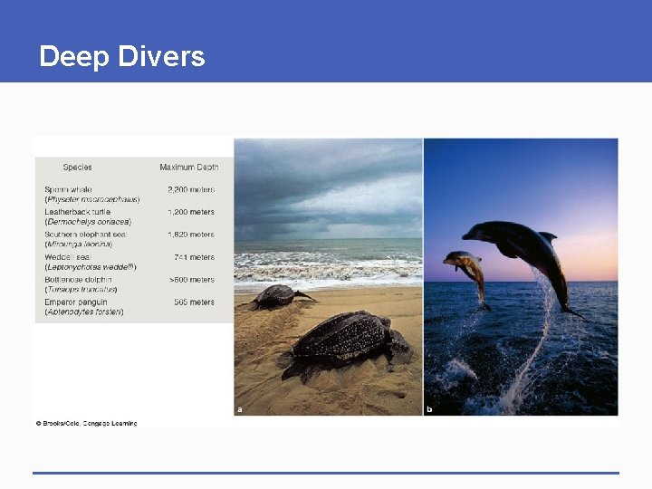 Deep Divers 