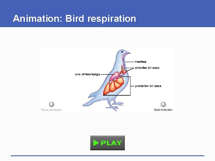 Animation: Bird respiration 