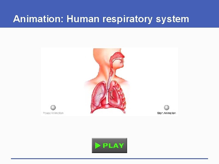 Animation: Human respiratory system 