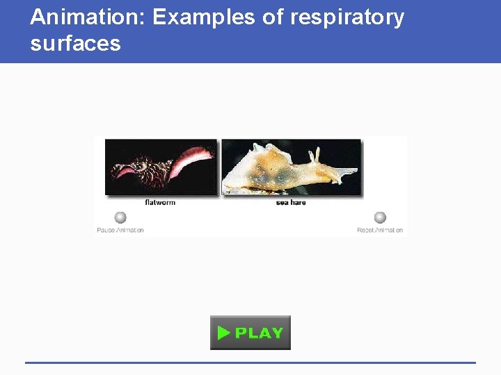 Animation: Examples of respiratory surfaces 