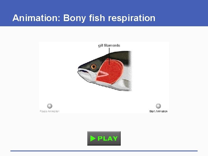 Animation: Bony fish respiration 