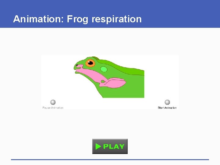 Animation: Frog respiration 