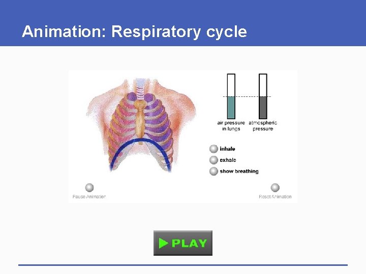 Animation: Respiratory cycle 