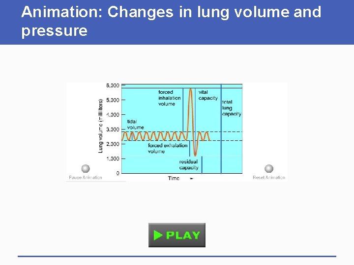 Animation: Changes in lung volume and pressure 