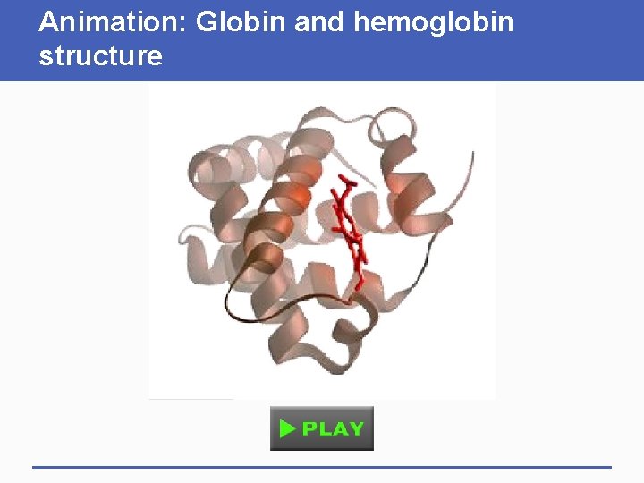 Animation: Globin and hemoglobin structure 